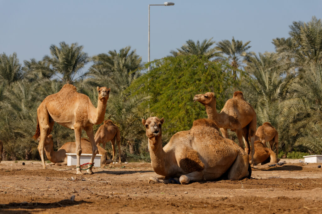 Royal,Camel,Farm,,Kingdom,Of,Bahrain.
